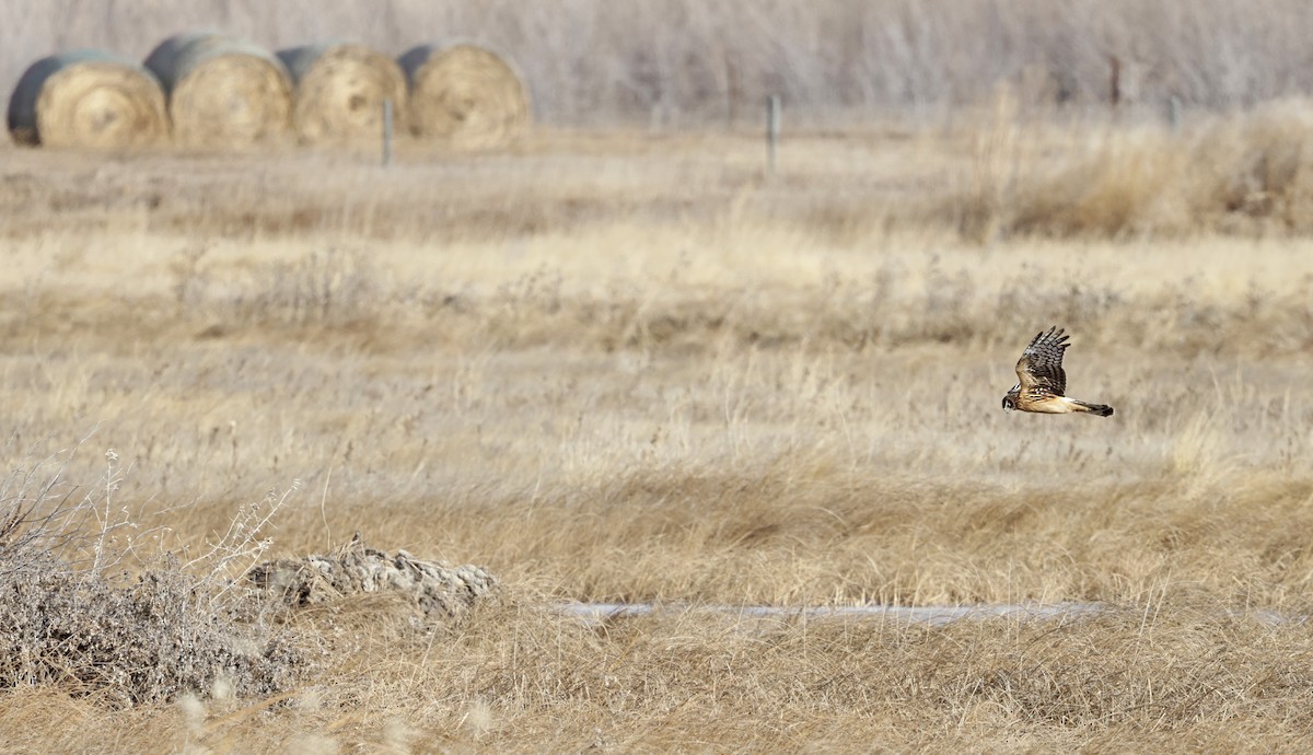 Northern Harrier - ML646518858