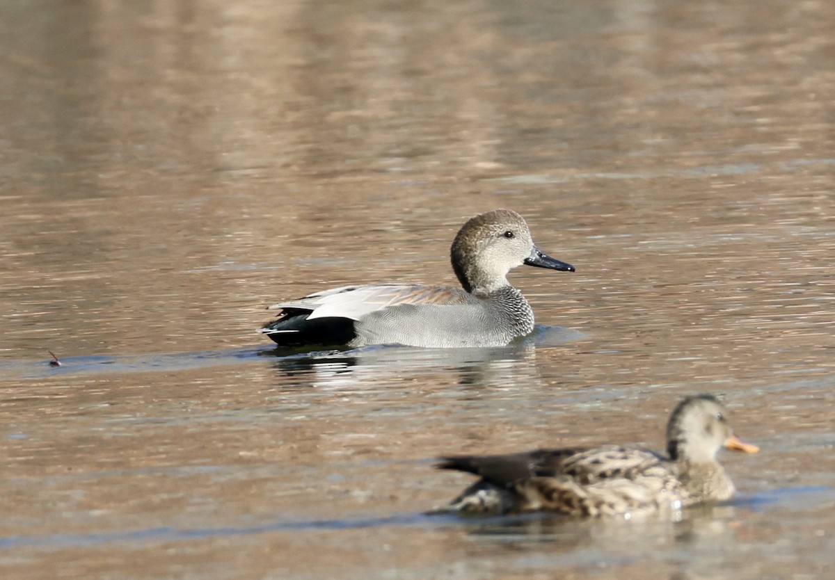 Gadwall - ML646518860