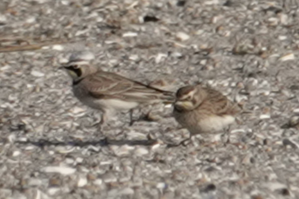 Horned Lark - ML646518861