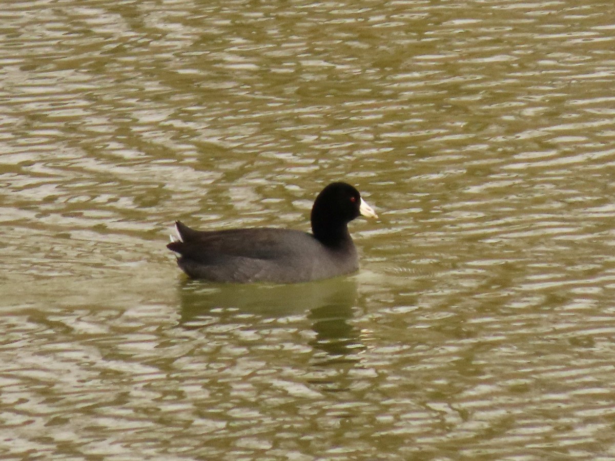 lyska americká - ML646518862