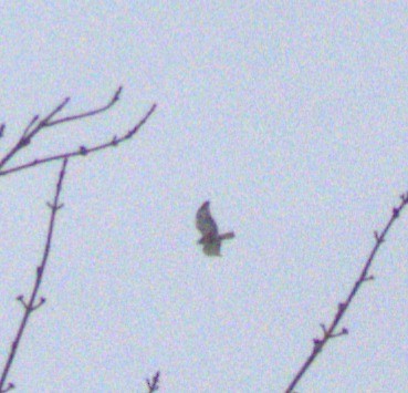 hawk sp. - ML646518863