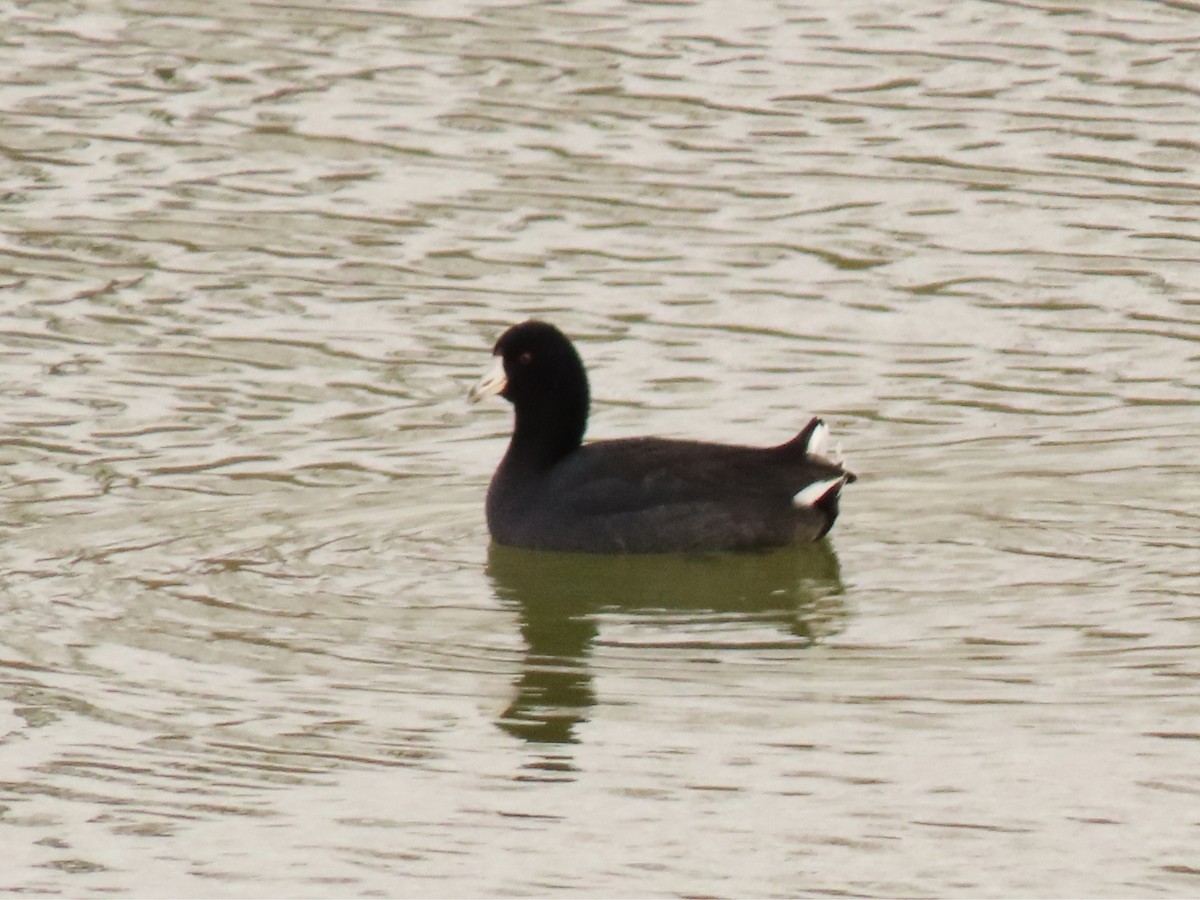 lyska americká - ML646518864