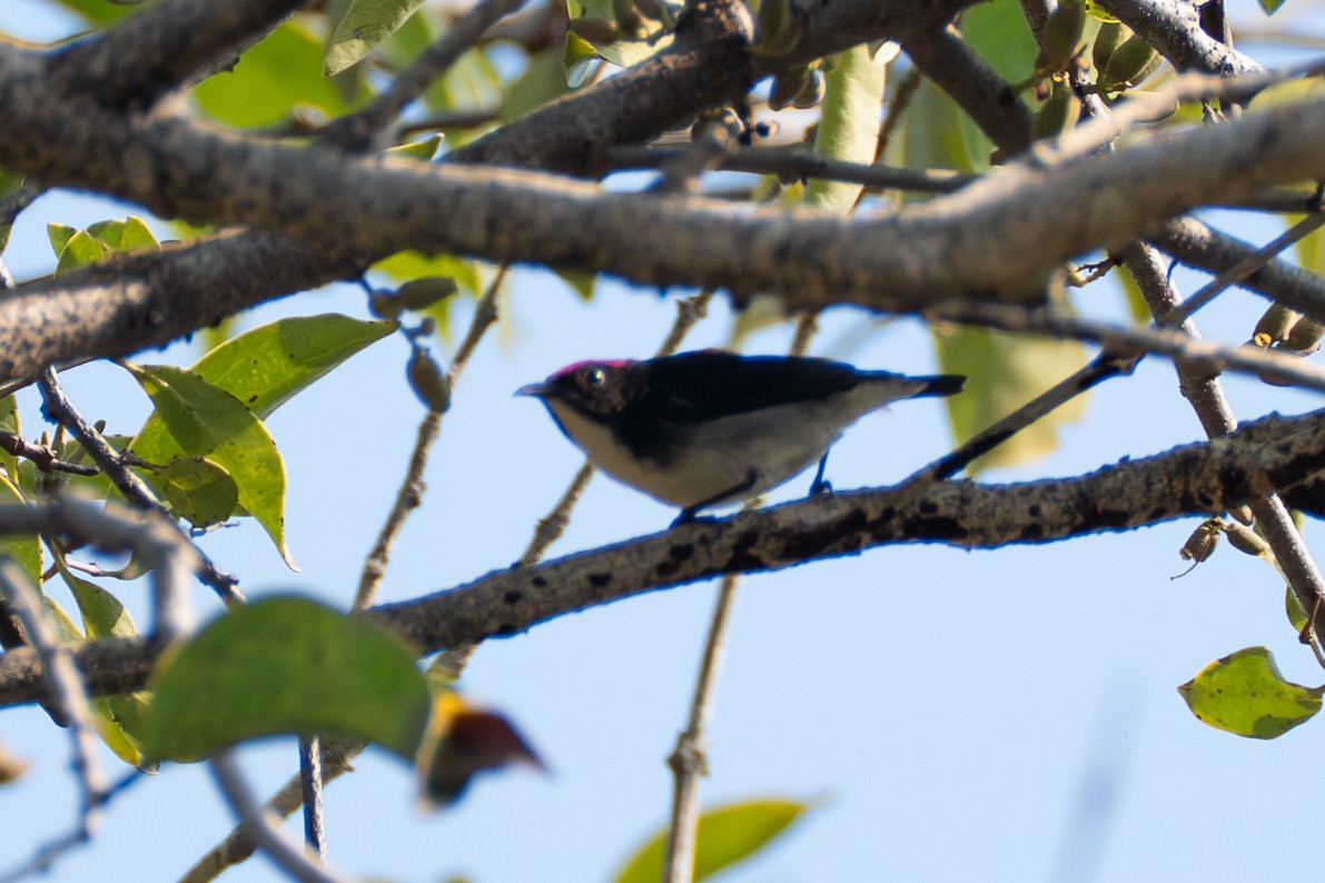 Scarlet-backed Flowerpecker - ML646518865