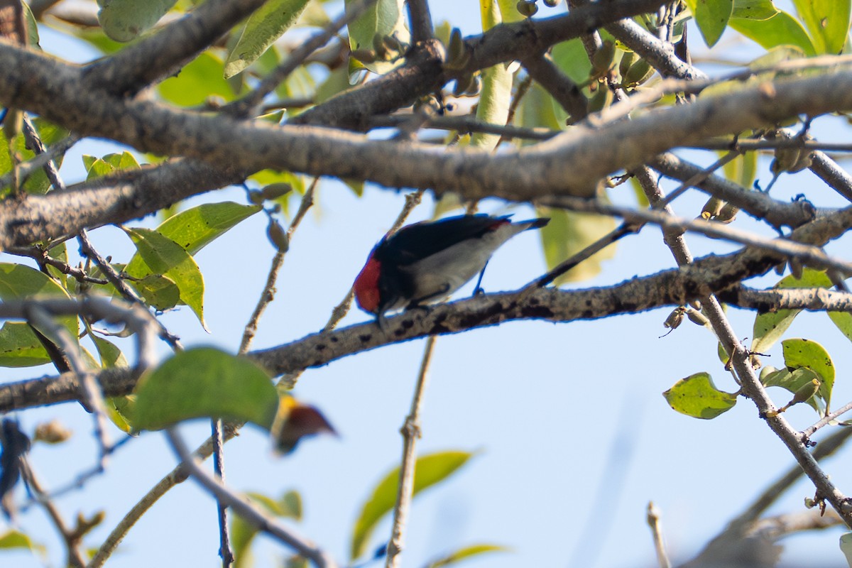 Scarlet-backed Flowerpecker - ML646518866