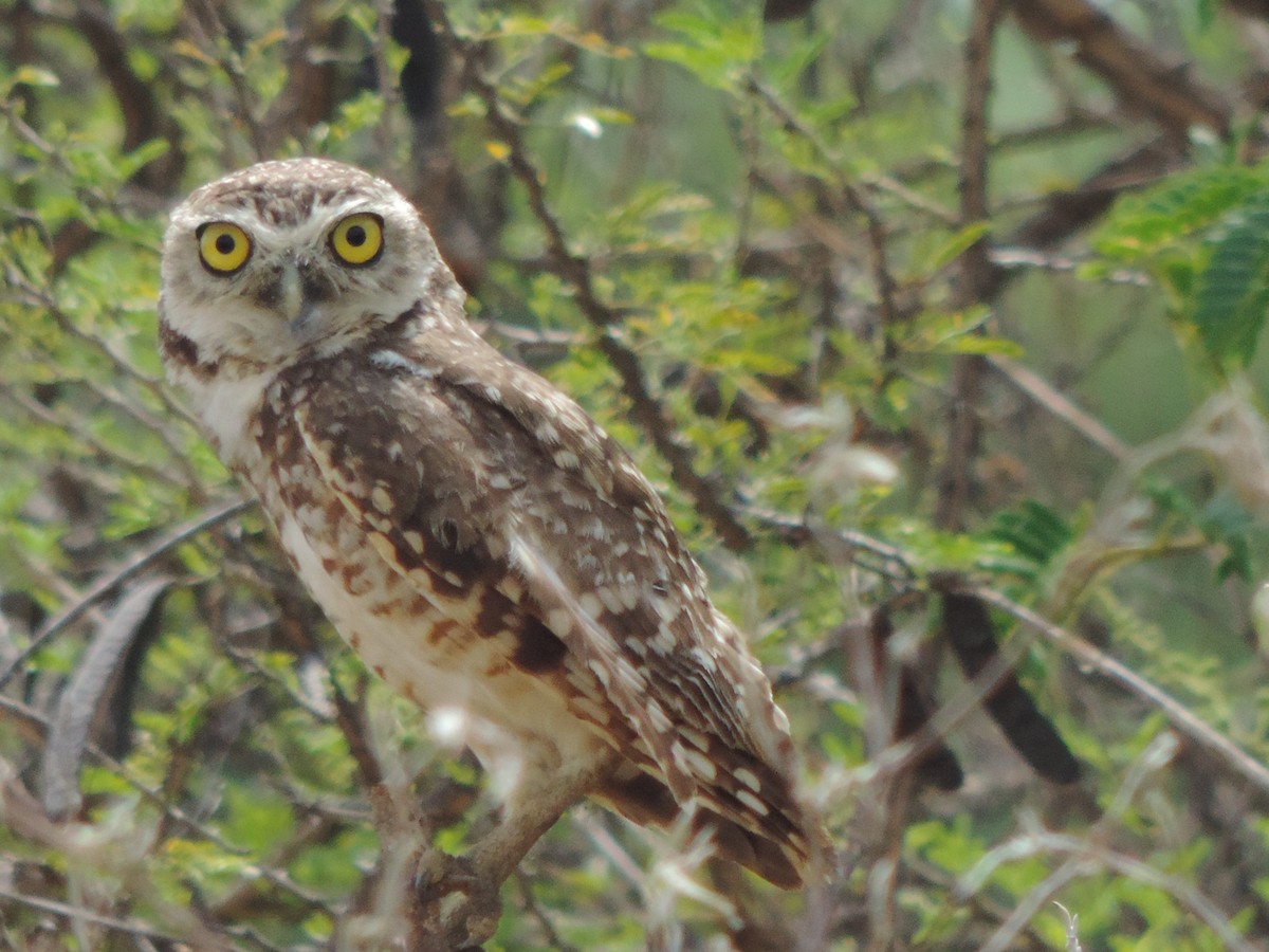 Burrowing Owl - ML646518868