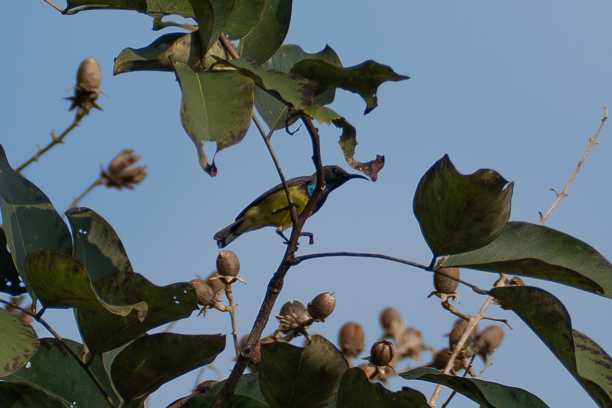 Ornate Sunbird - ML646518871