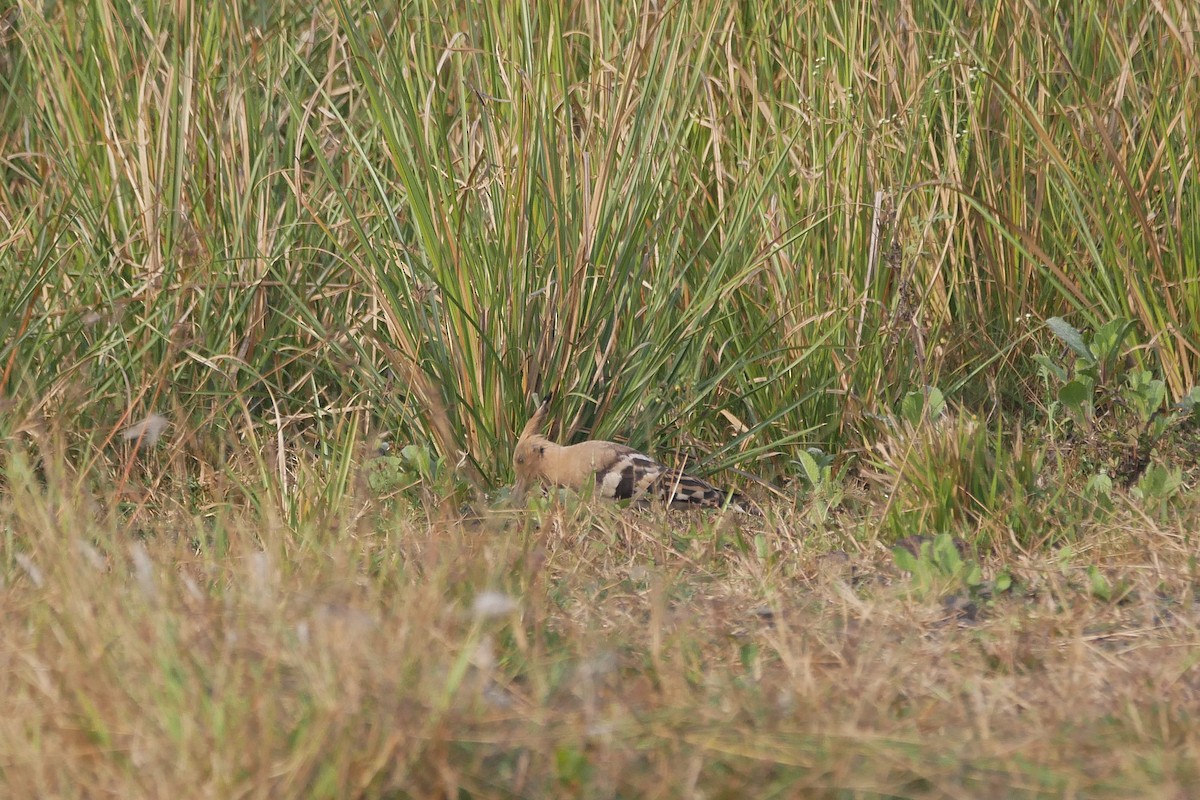 Abubilla Común - ML646518875