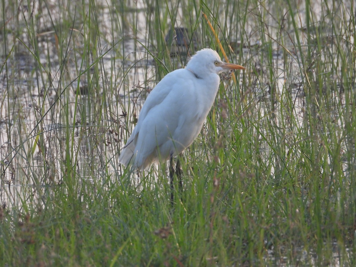 Garcilla Bueyera Oriental - ML646518883