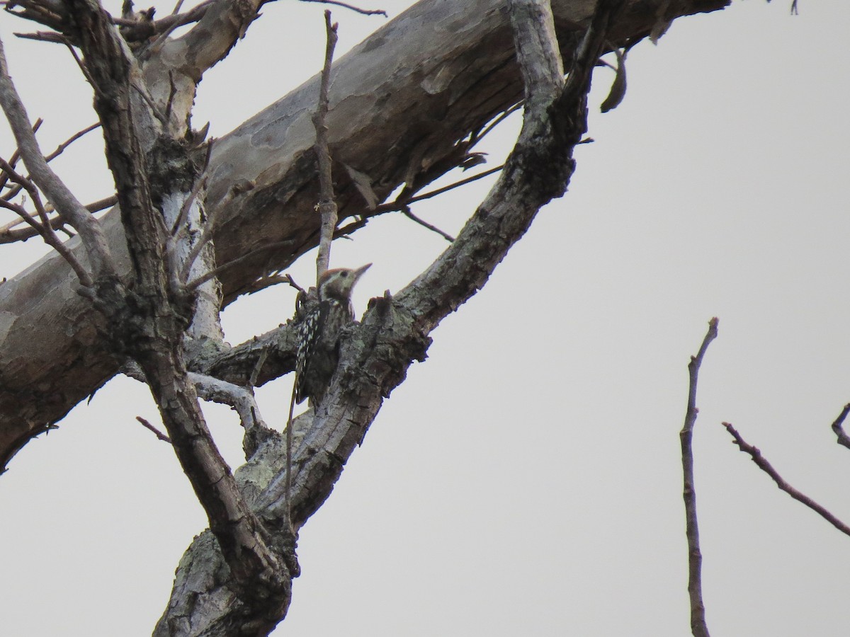 strakapoud indický - ML646518885