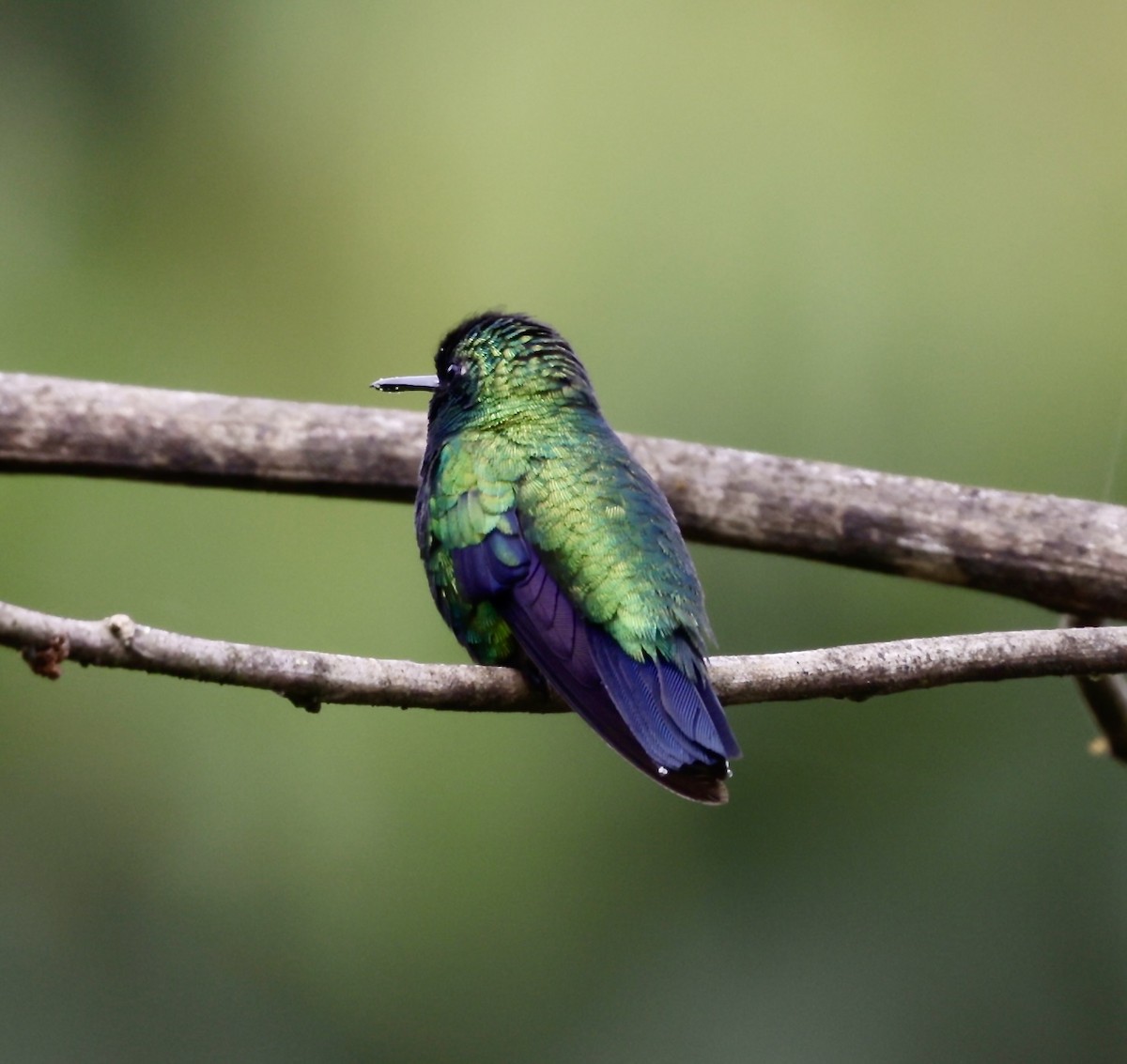 Blue-tailed Emerald - ML646518889