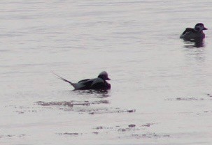 Long-tailed Duck - ML646518893