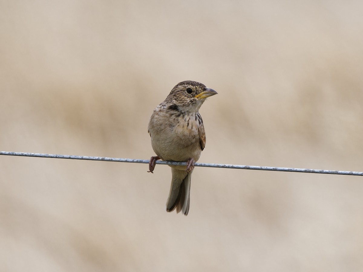 Singing Bushlark (Australasian) - ML646518898