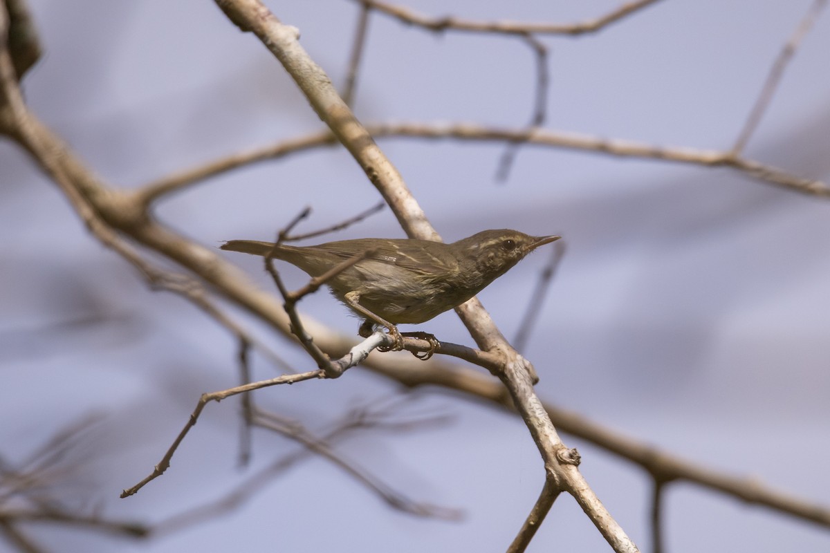 Two-barred Warbler - ML646518899