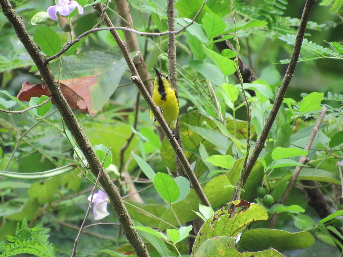 Garden Sunbird - ML646518900