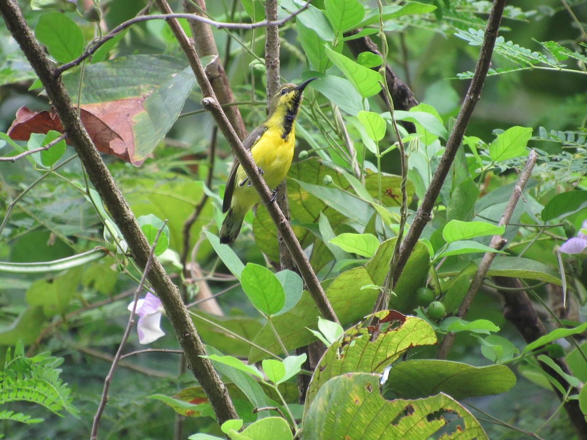 Garden Sunbird - ML646518901