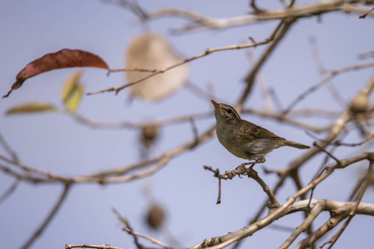 Two-barred Warbler - ML646518902