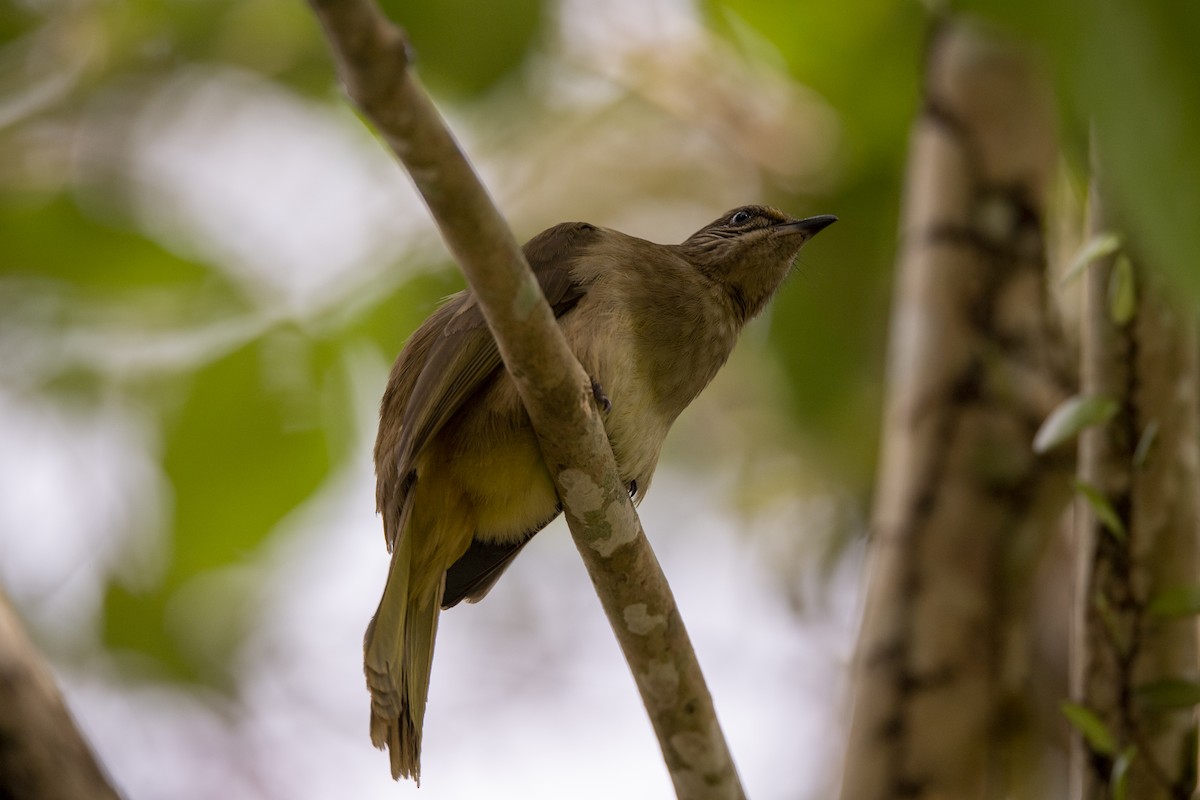 Streak-eared Bulbul - ML646518915