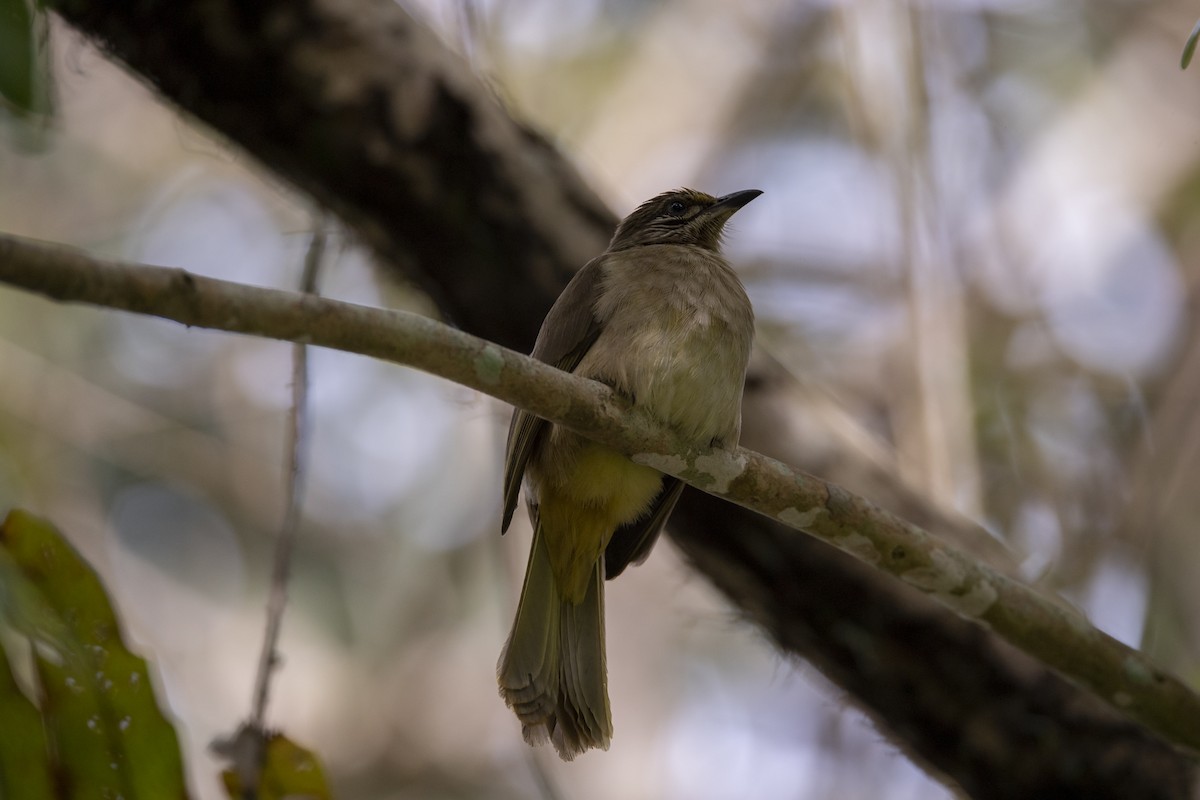 Streak-eared Bulbul - ML646518916