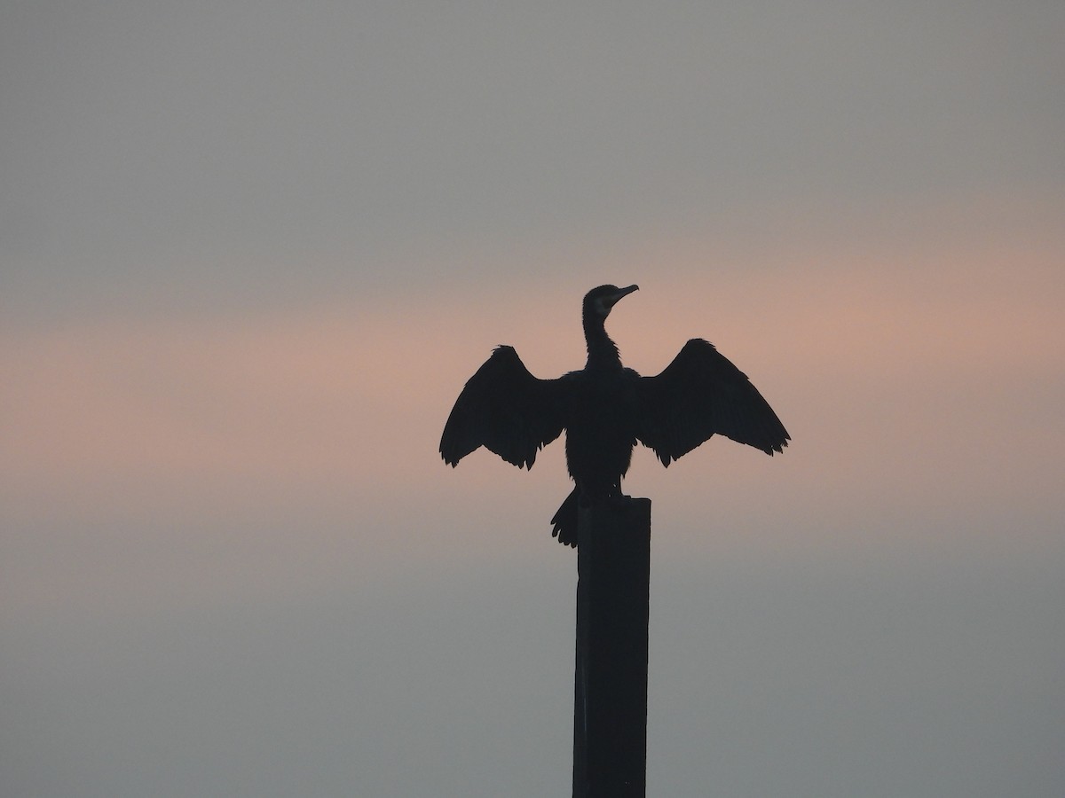 Cormorán de Java - ML646518930