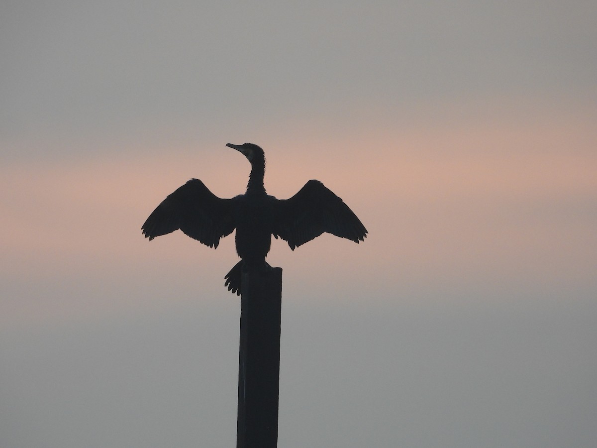 Cormorán de Java - ML646518931