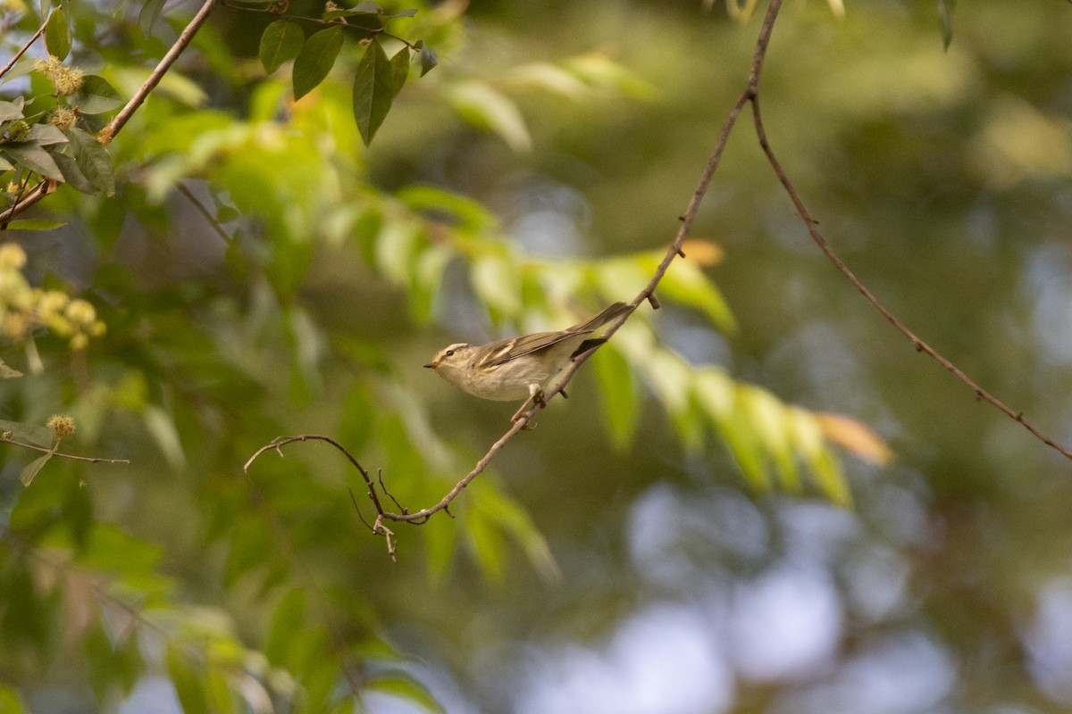 Two-barred Warbler - ML646518932