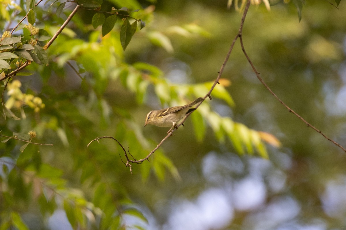 Two-barred Warbler - ML646518933