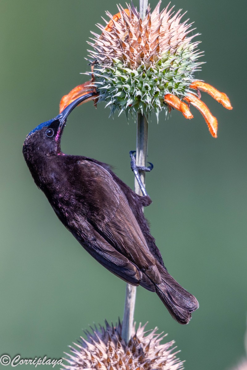 Amethyst Sunbird - ML646518939