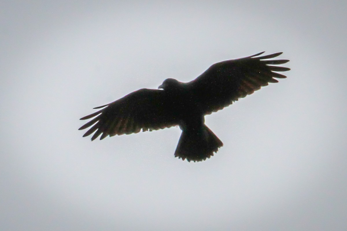 Kolkrabe - ML646518940