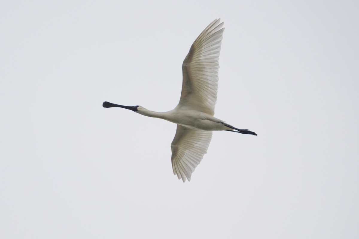 黑面琵鷺 - ML646518952