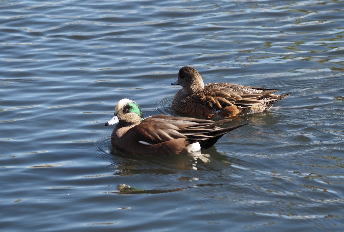 American Wigeon - ML646518953