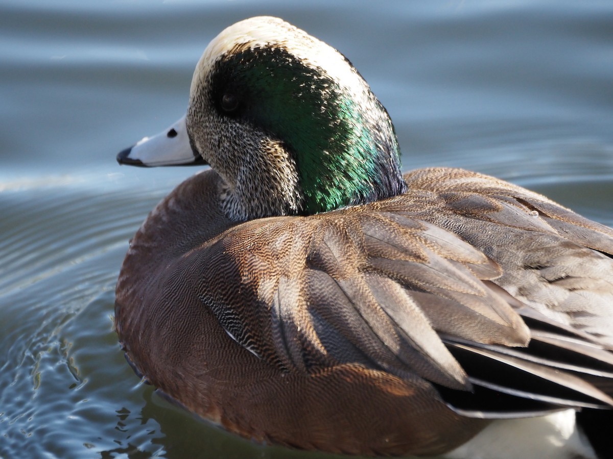 American Wigeon - ML646518955