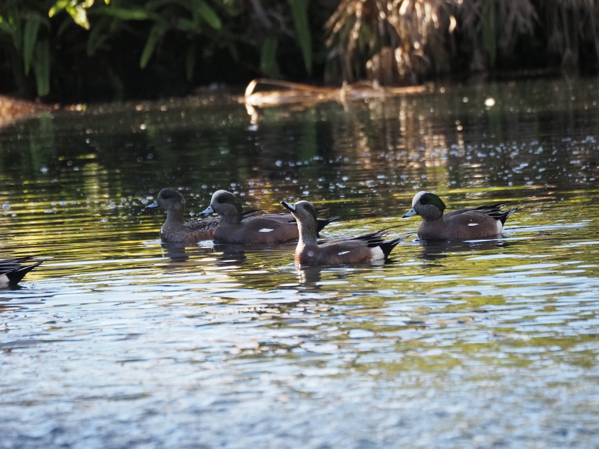 American Wigeon - ML646518956