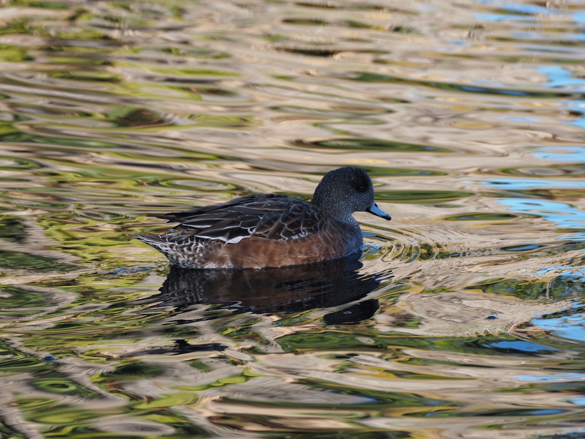 American Wigeon - ML646518957