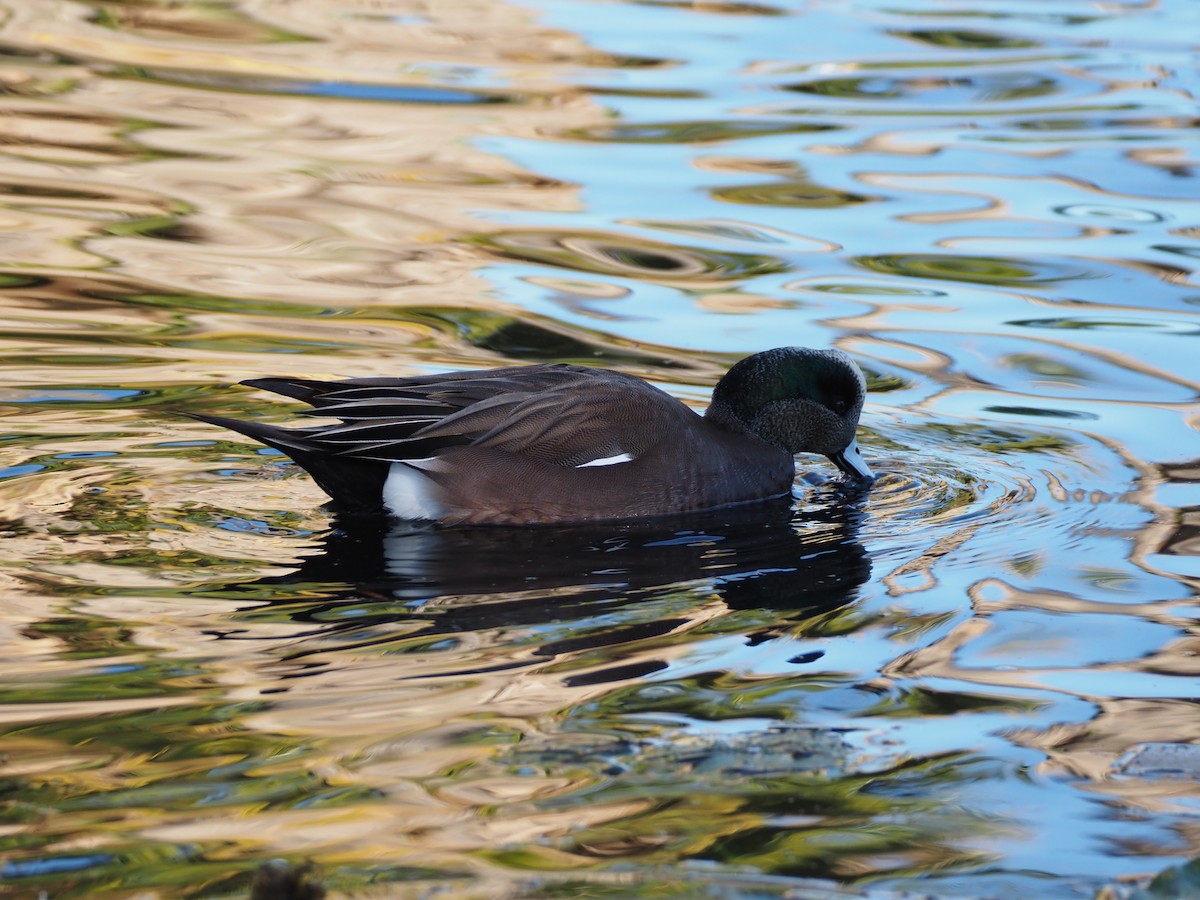 American Wigeon - ML646518958