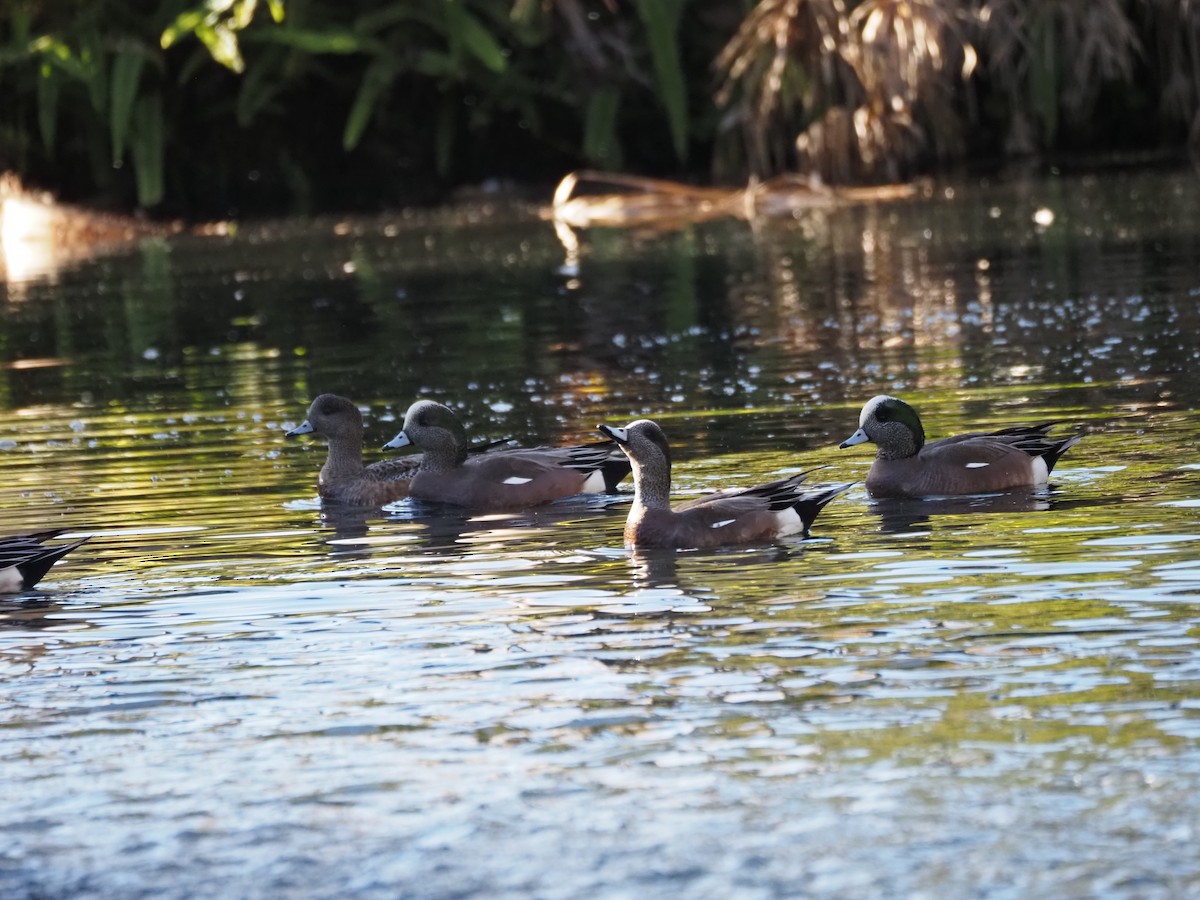 ברווז אמריקני - ML646518959