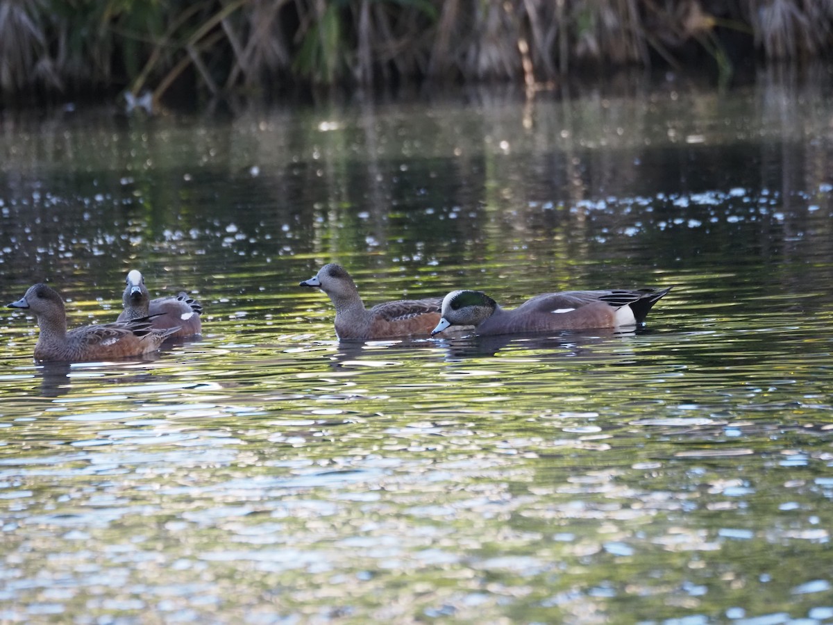 American Wigeon - ML646518961