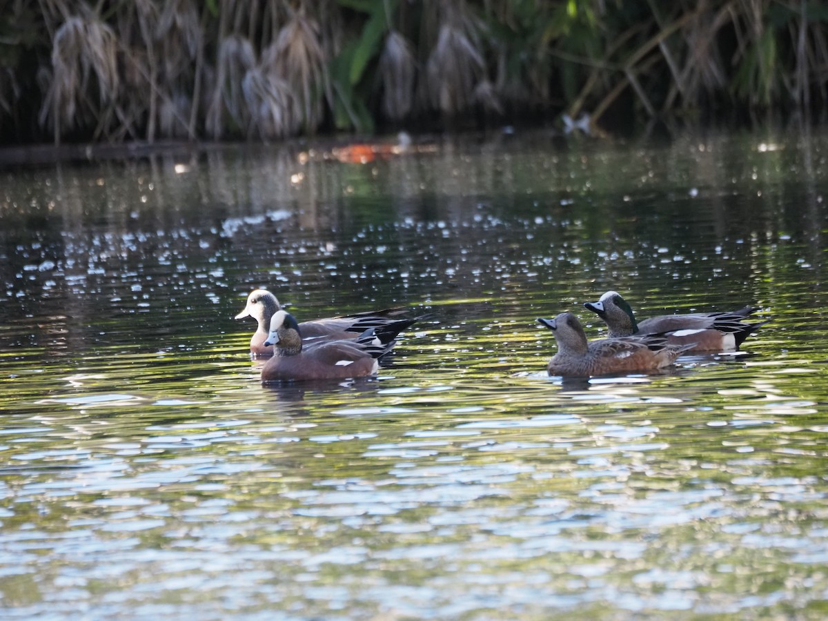 ברווז אמריקני - ML646518965