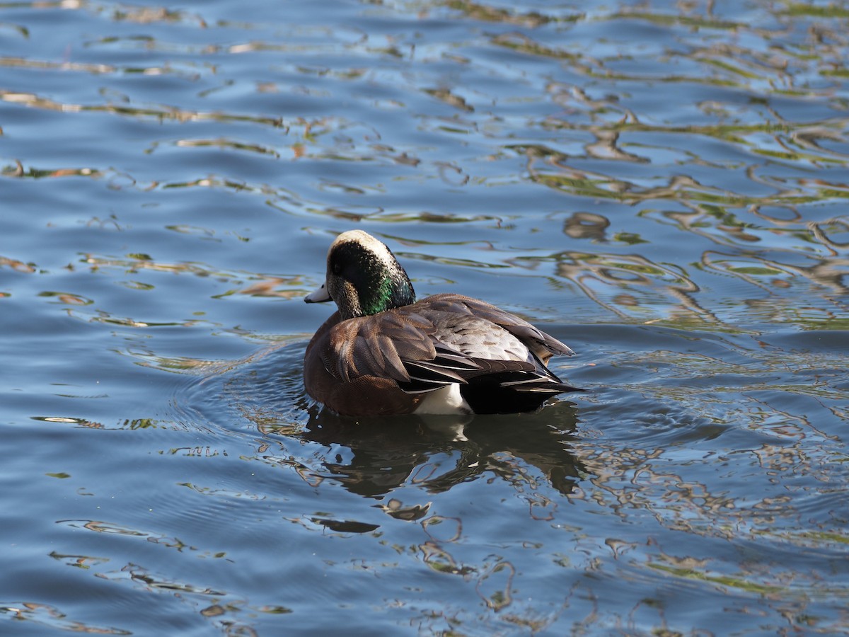 ברווז אמריקני - ML646518966