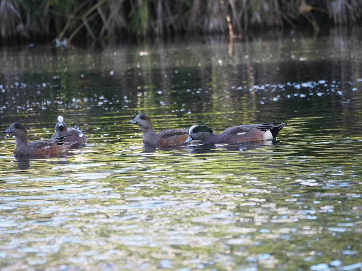 ברווז אמריקני - ML646518971