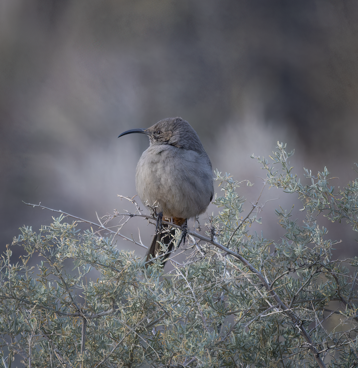 Crissal Thrasher - ML646518974