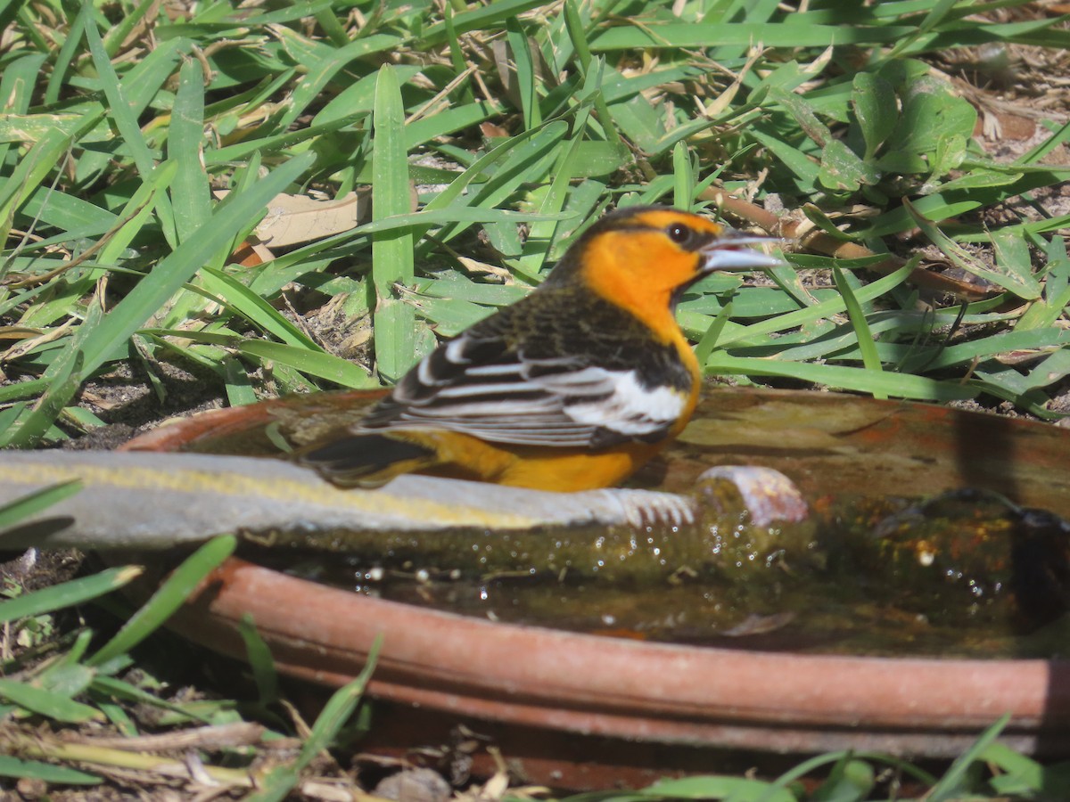 Bullock's Oriole - ML646518976