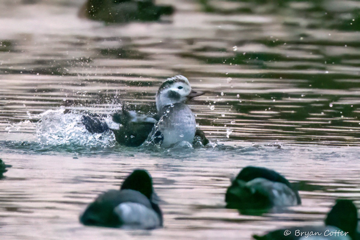 ברווז קרח - ML646518977