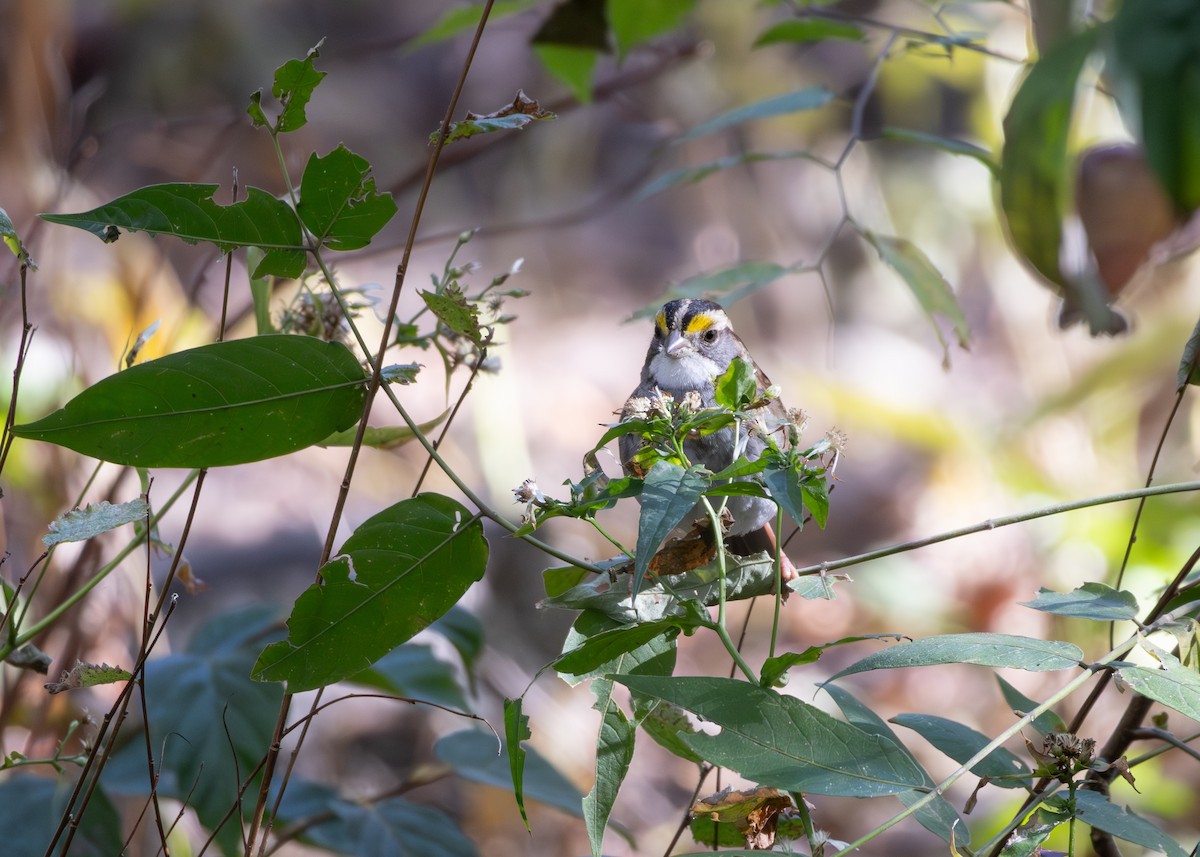 גיבתונית לבנת-גרון - ML646518981