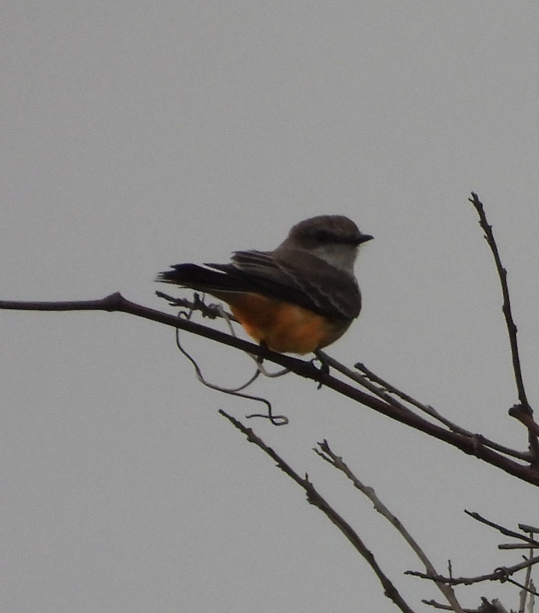 Vermilion Flycatcher - ML646518982