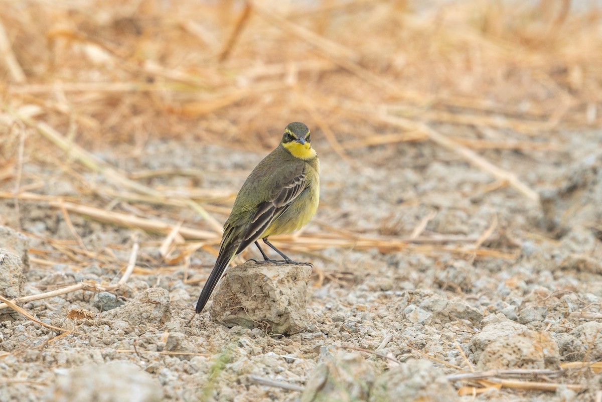 נחליאלי צהוב מזרחי - ML646518983