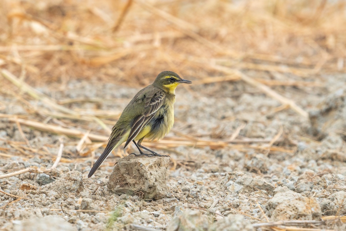 נחליאלי צהוב מזרחי - ML646518984