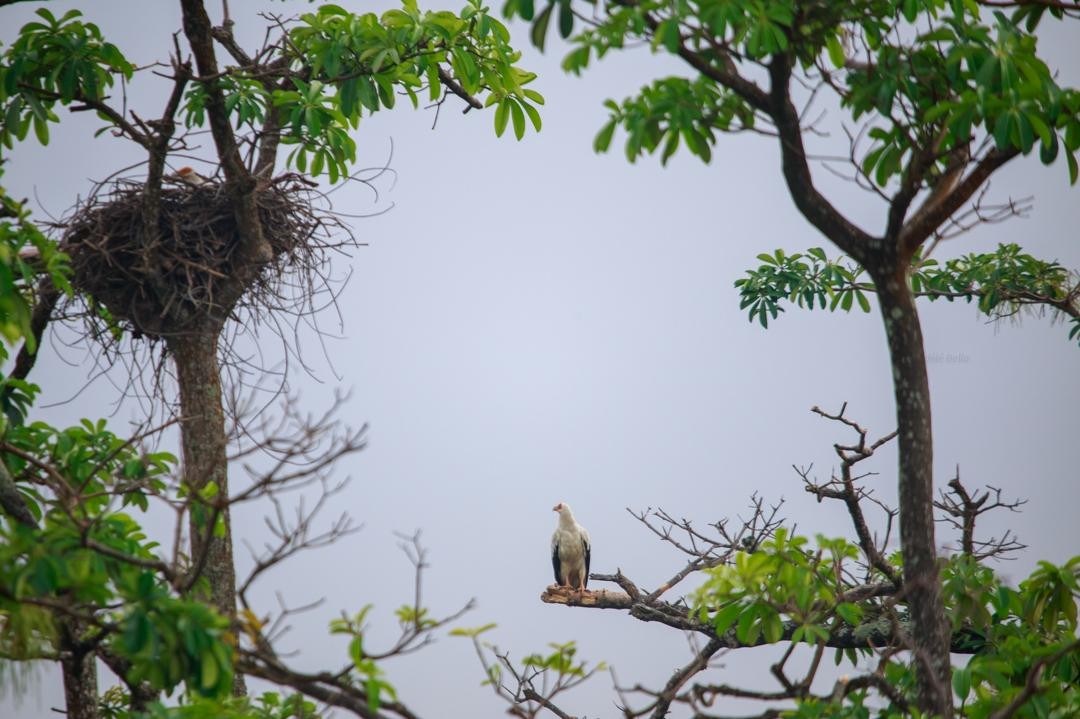 ヤシハゲワシ - ML646518989