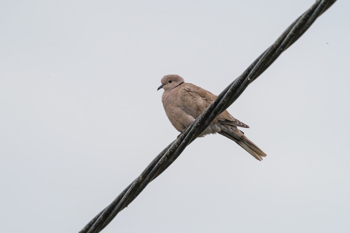 tyrkerdue - ML646518990