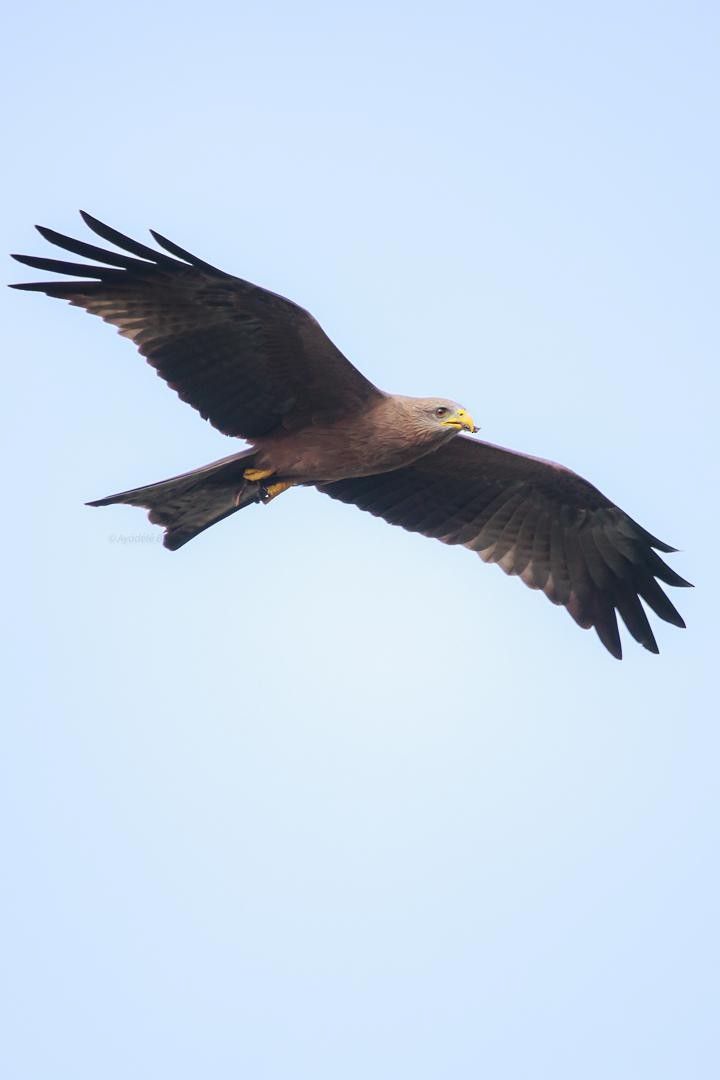 トビ - ML646518991