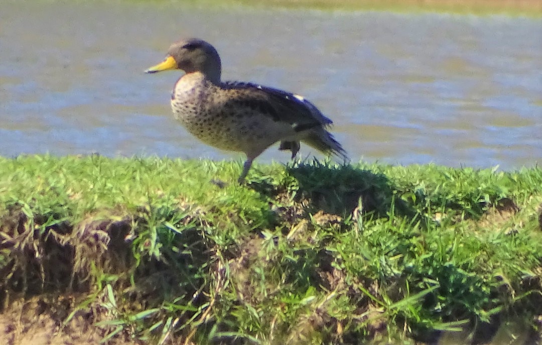 Yellow-billed Teal - ML646518992